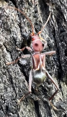 Cremys diophthalmus