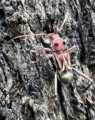 Cremys diophthalmus