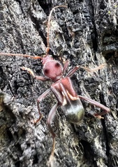 Cremys diophthalmus