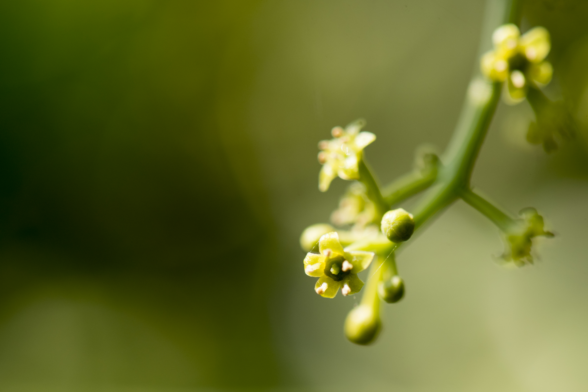 Opiliaceae