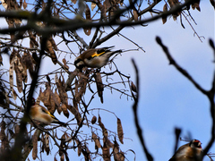 Carduelis carduelis