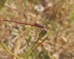 Oxyagrion rubidum