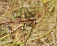 Oxyagrion rubidum