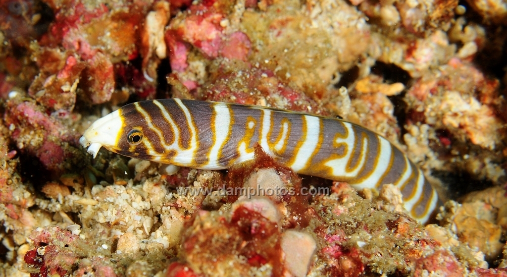 Whitenose Snake Eel