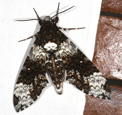 Manduca albiplaga