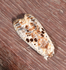 Spinulata