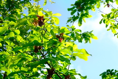 Monodora junodii junodii