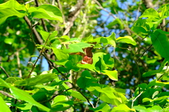 Monodora junodii junodii