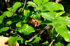 Monodora junodii junodii