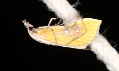 Boeotarcha