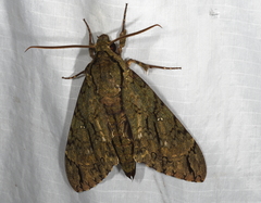 Cocytius lucifer