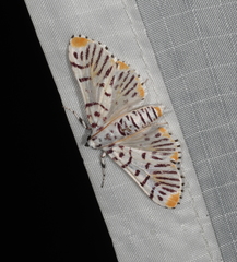 Polygrammodes maccalis