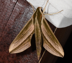 Xylophanes isaon