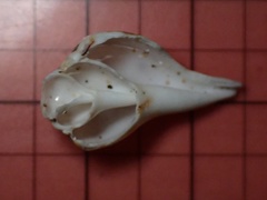 Maculastrombus maculatus