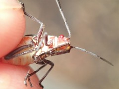 Leptocoris mitellatus