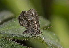 Cacyreus marshalli