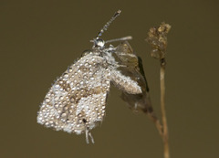 Cacyreus marshalli