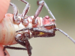 Leptocoris mitellatus