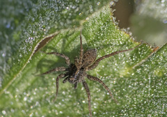 Pardosa