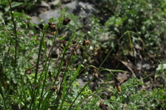 Carex caucasica