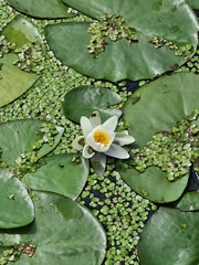 Nymphaea alba