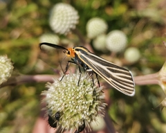 Ctenucha vittigera
