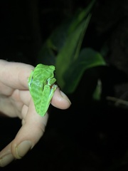 Agalychnis saltator