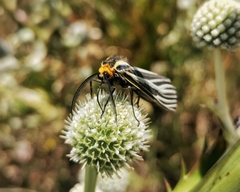Ctenucha vittigera
