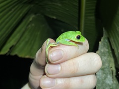 Agalychnis saltator