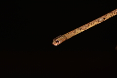 Aplopeltura boa