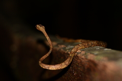Aplopeltura boa