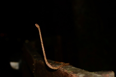 Aplopeltura boa