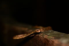 Aplopeltura boa