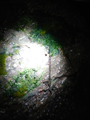 Coelophora bowringii