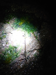 Coelophora bowringii