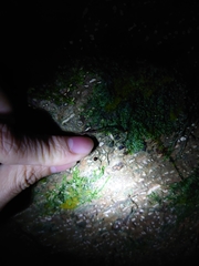 Coelophora bowringii