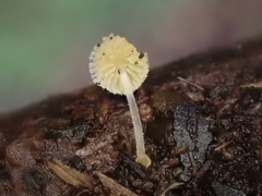 Mycena brunneisetosa
