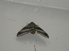Oryba achemenides