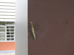 Stagmatoptera supplicaria