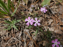 Phlox woodhousei