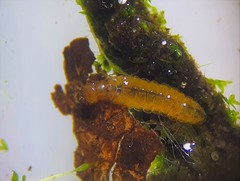 Xiphocentron