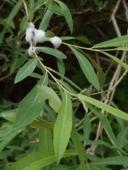 Salix vinogradovii