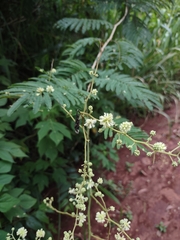 Acaciella