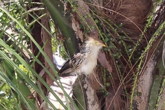 Guira guira