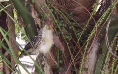 Guira guira