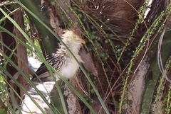 Guira guira