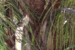 Guira guira