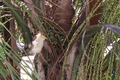 Guira guira