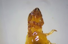 Xiphocentron