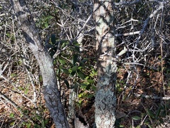 Quercus geminata image